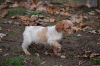 CHIOT BLANC/ORANGE