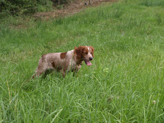 Elsie Du pic de la grave