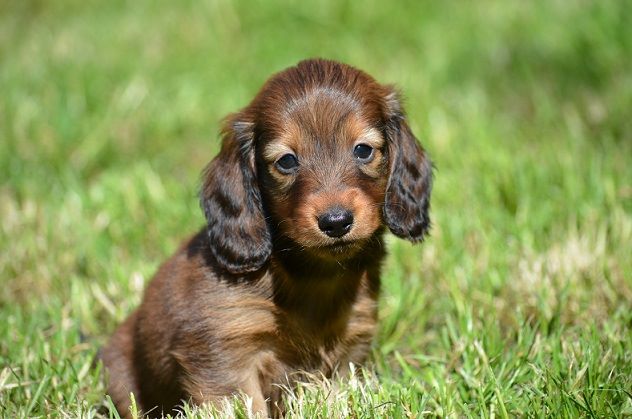 de monesties - Teckel poil long - Portée née le 16/04/2020