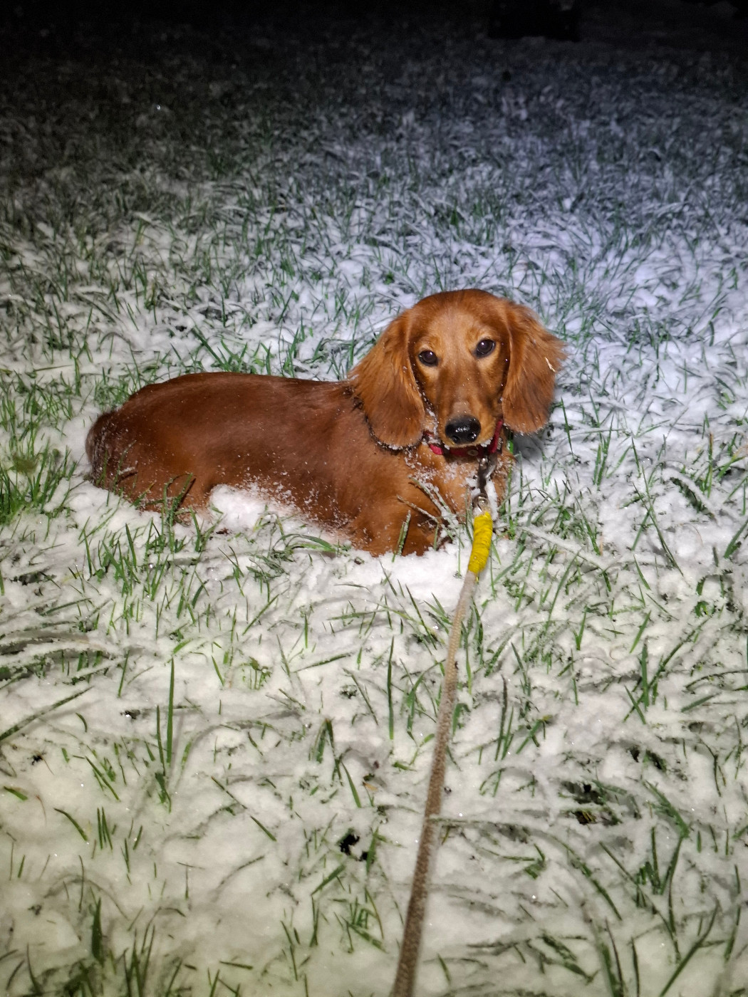 de monesties - Chiots disponibles - Teckel poil long