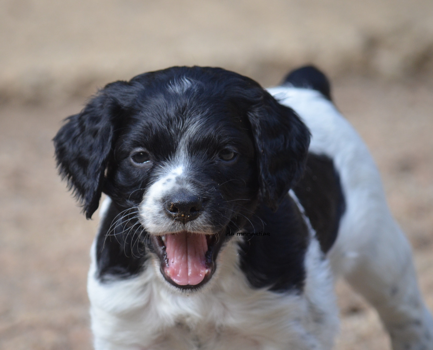 de monesties - Chiots disponibles - Epagneul Breton