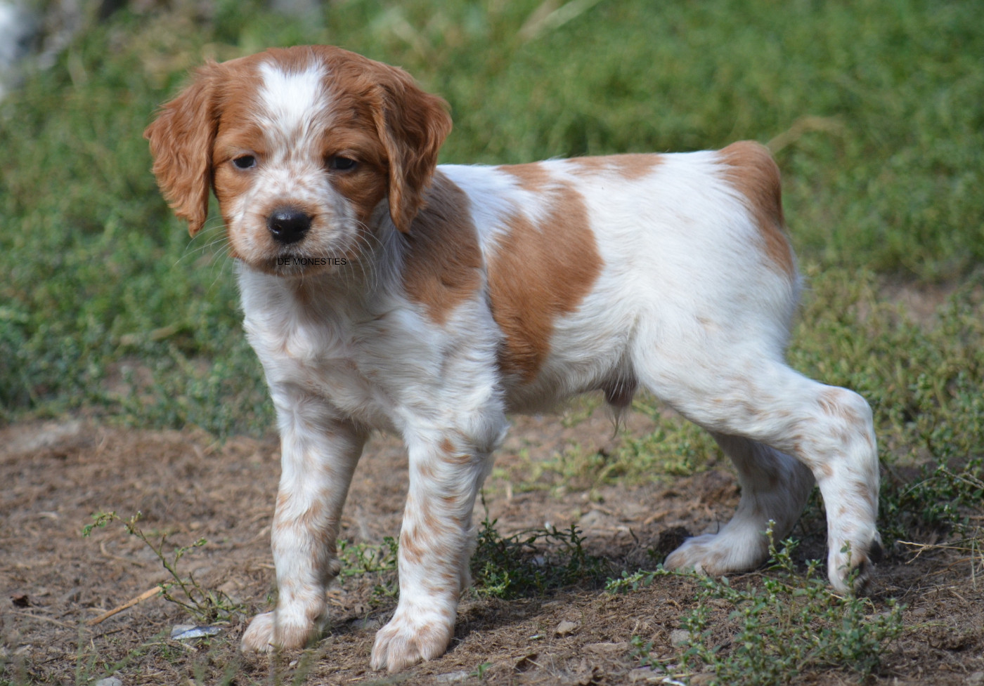 de monesties - Chiots disponibles - Epagneul Breton