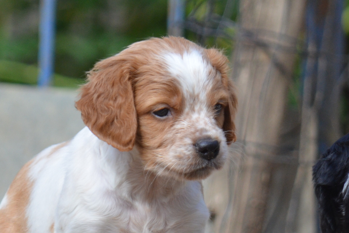 de monesties - Chiots disponibles - Epagneul Breton