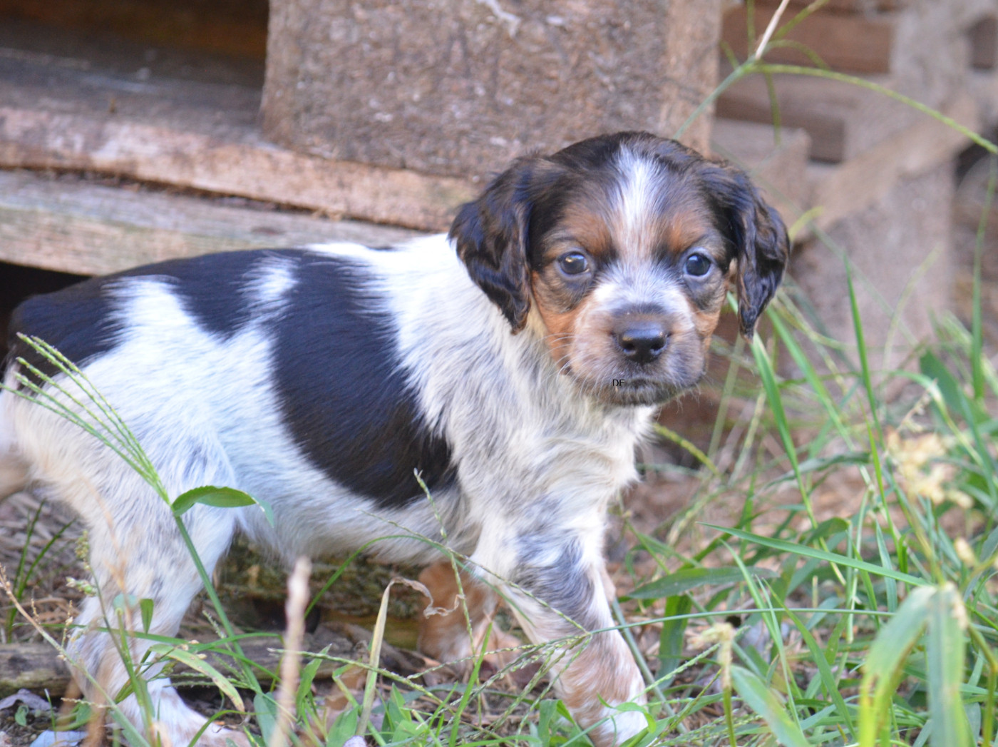 de monesties - Chiots disponibles - Epagneul Breton