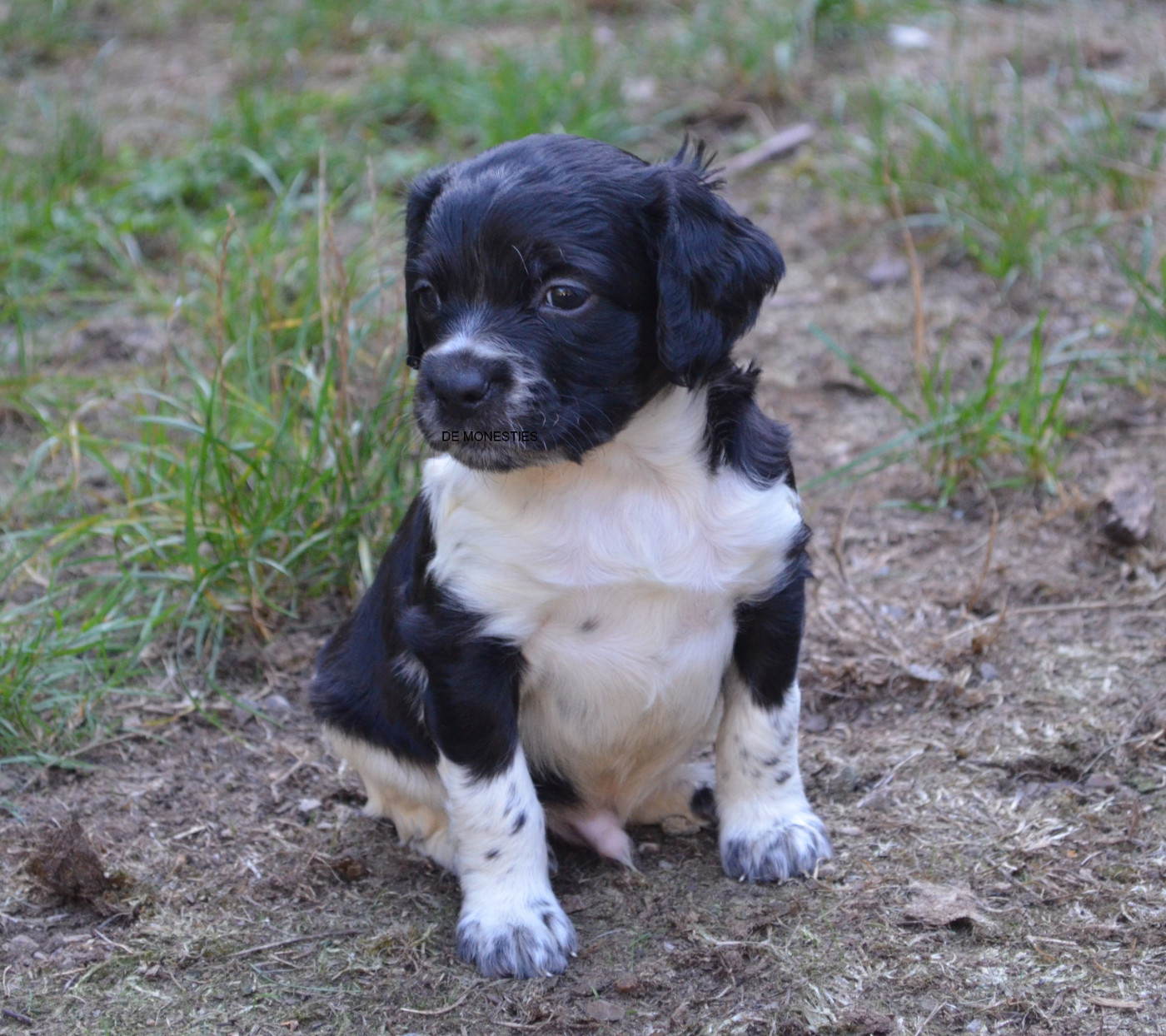 de monesties - Chiots disponibles - Epagneul Breton
