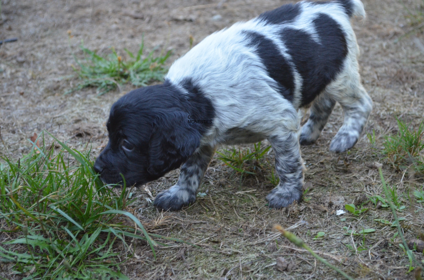 de monesties - Chiots disponibles - Epagneul Breton