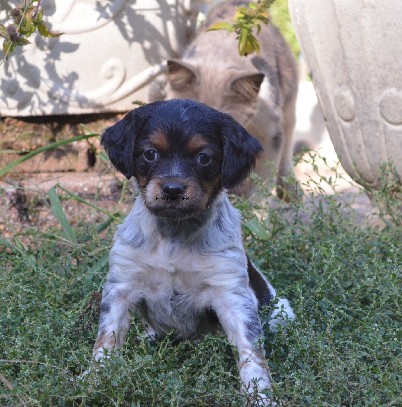 de monesties - Chiots disponibles - Epagneul Breton