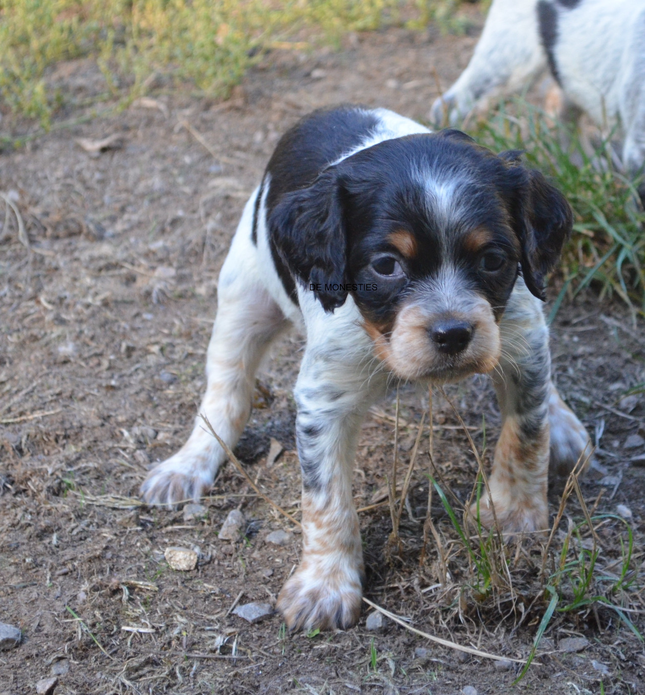 de monesties - Chiots disponibles - Epagneul Breton