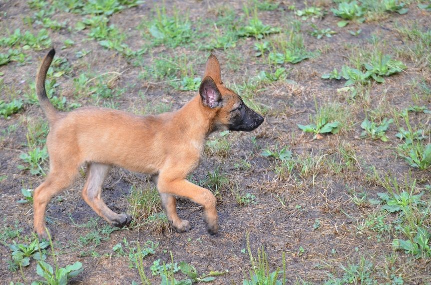 de monesties - Chiots disponibles - Berger Belge