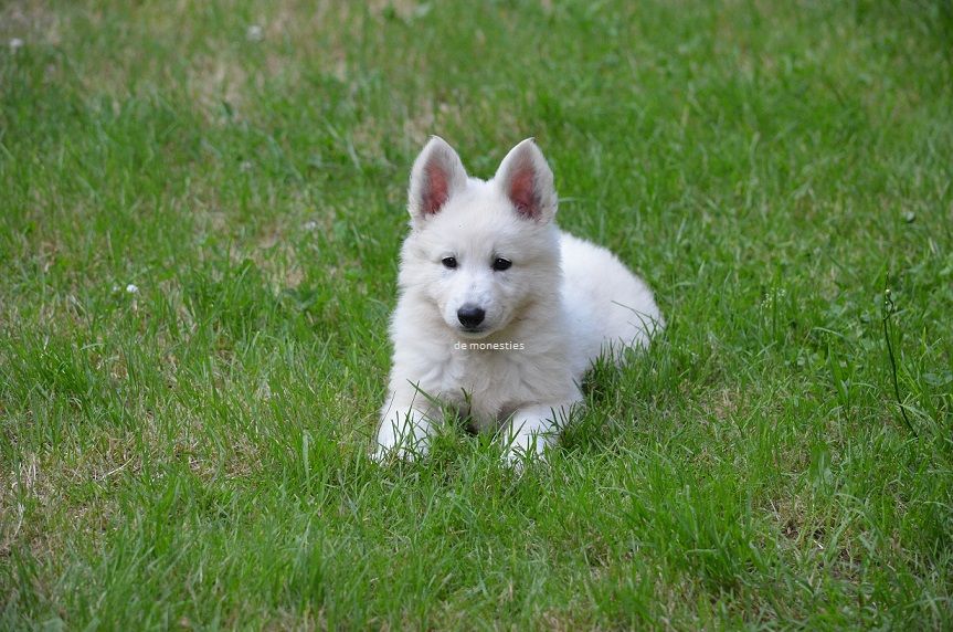 de monesties - Chiots disponibles - Berger Blanc Suisse