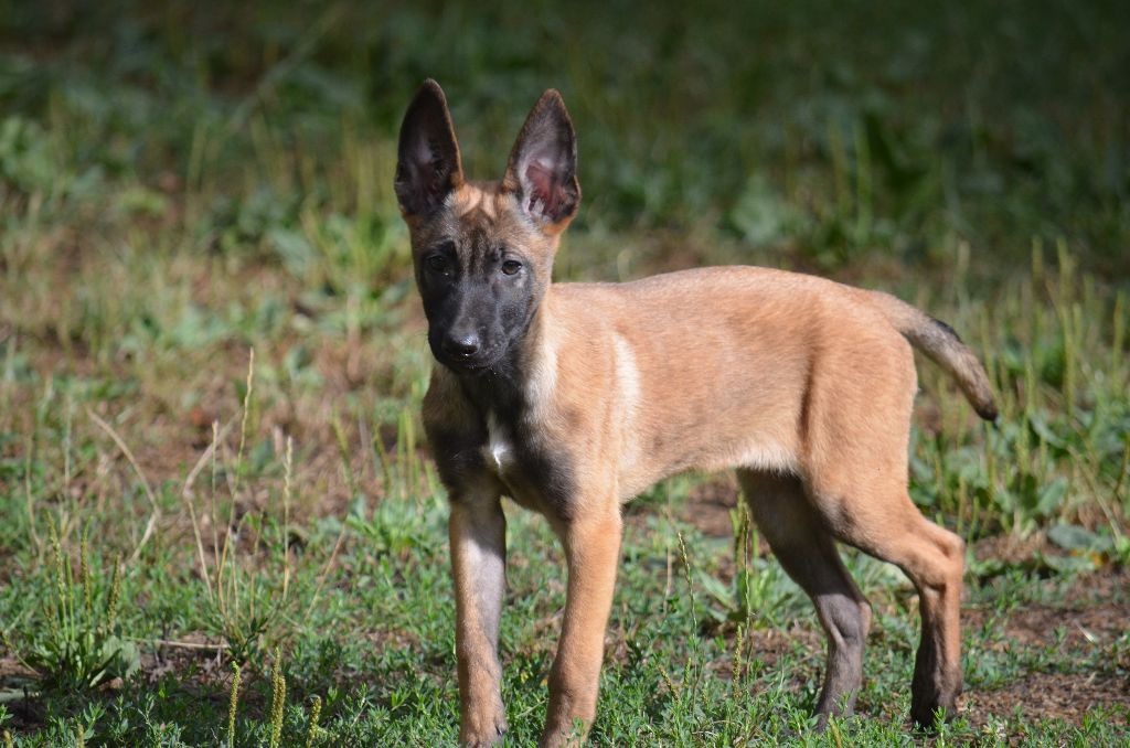 de monesties - Chiots disponibles - Berger Belge
