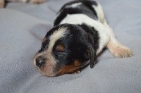 CHIOT TRICOLORE