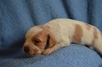 CHIOT BLANC/ORANGE
