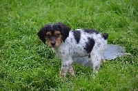 CHIOT TRICOLORE