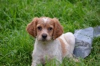 CHIOT BLANC/ORANGE