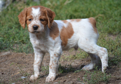 Chiot N°2