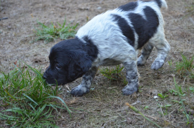 Chiot N°6