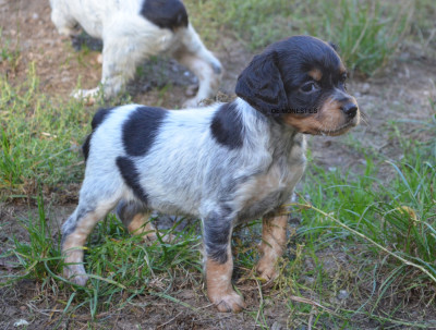 Chiot N°8