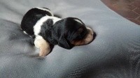 CHIOT TRICOLORE