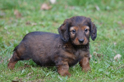 CHIOT 1