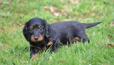 CHIOT 2
