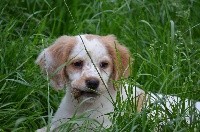 CHIOT BLANC/ORANGE