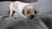 CHIOT BLANC/ORANGE